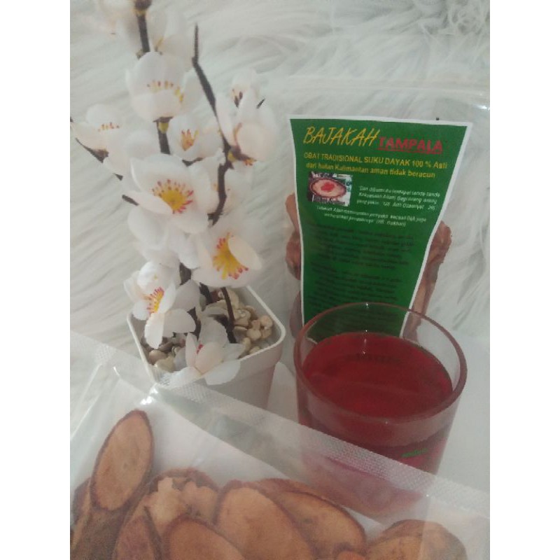 

BAJAKAH TAMPALA SUPER ASLI DARI KALIMANTAN