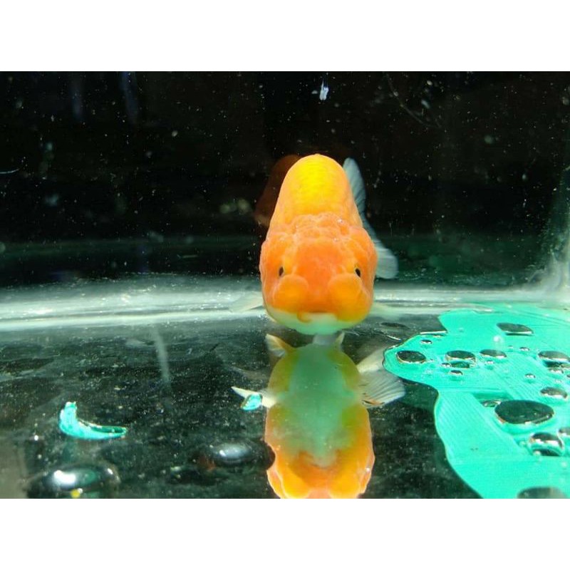 ranchu jambul barong