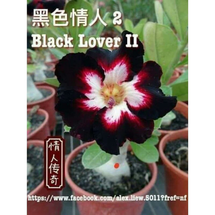 Adenium bunga single "Black lover"