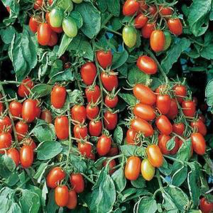 Benih bibit ekonomis tomat cherry