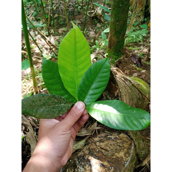 

Daun pala segar [100lembar]