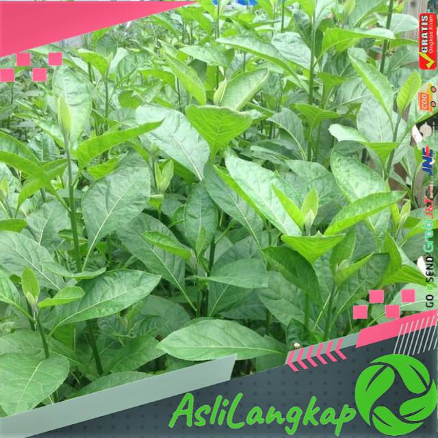 

Daun afrika selatan segar 500gram