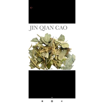 

600 G GR GRAM JIN QIAN CAO GOLD COIN MONEY GRASS LYSIMACHIA HERB HERBA LYSIMACHIAE