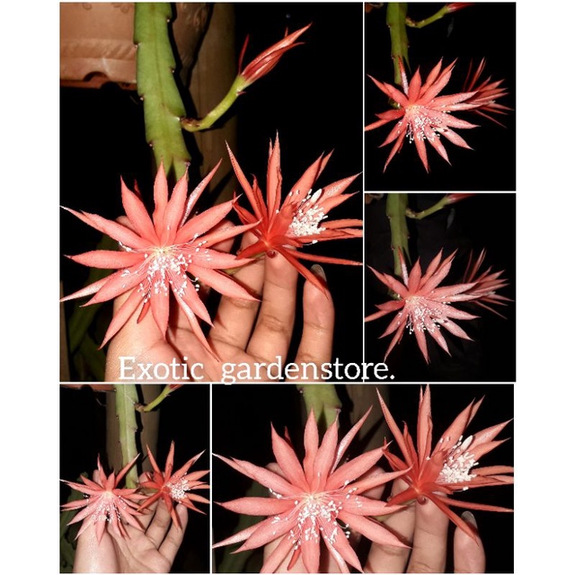 Tanaman hias wijaya kusuma hybrid/epiphyllum import jenis MOYA original 100% bergaransi sampai berbu