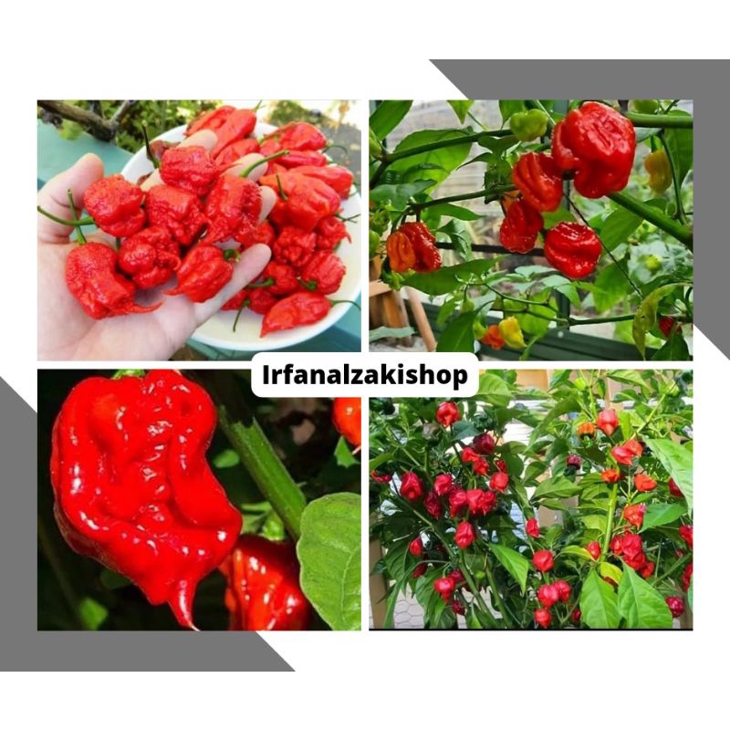 10BIJI Benih Cabe Super Pedas Carolina Reaper import / cabai import super / Super hot papper / cabai