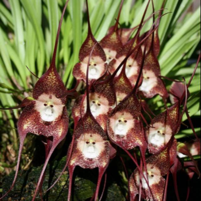 Anggrek Dracula Simia (naga kecil/monyet) dewasa