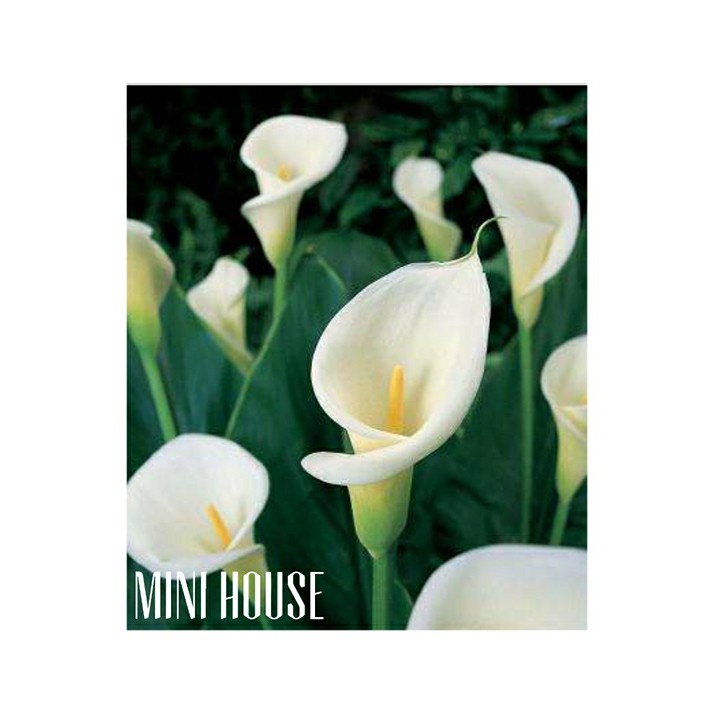 Umbi biji bibit benih lily calla