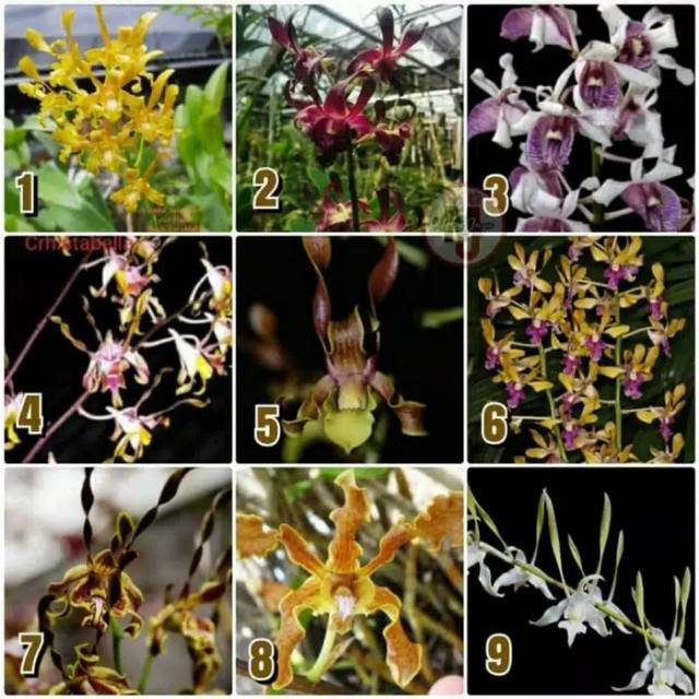 Tanaman hias anggrek dendrobium melintir remaja - Dendrobium keriting remaja