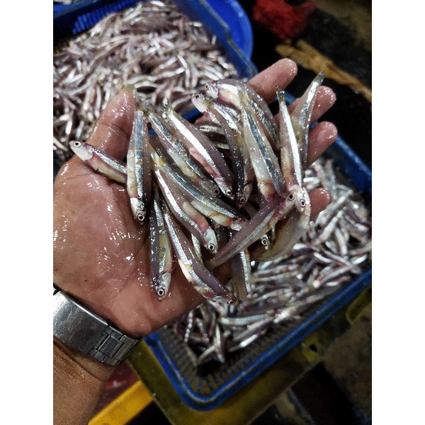 

Ikan Teri Basah Segar