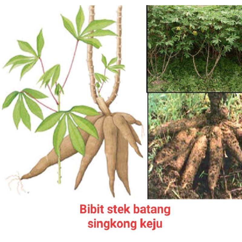 Bibit stek batang singkong keju 1kg