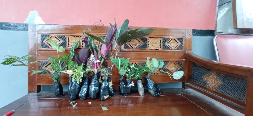 Tanaman Miana Keriting Hijau Kuning - Pohon Miana - Miana - Hiasan Rumah