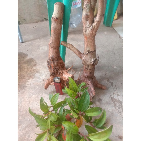 dongkelan senggani besar #bahan bonsai SENGGANI besar si batang pink