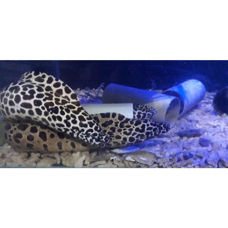 

LEOPARD MORAY EEL 1 PASANG/ PREDATOR LAUT