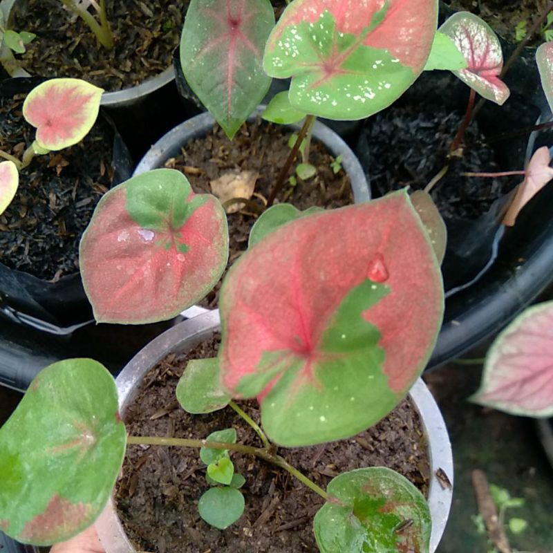 Anakan keladi baret / Bibit keladi baret