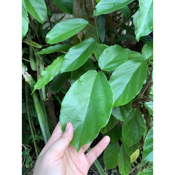 

DAUN CINCAU HIJAU