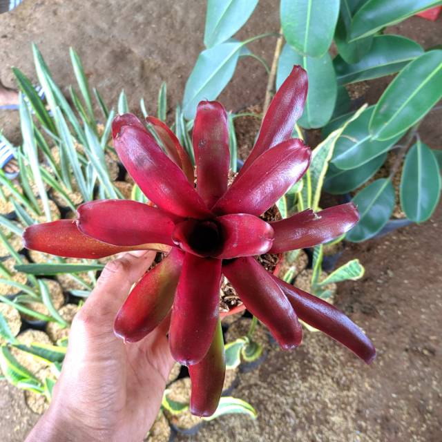  Tanaman  hias  bromelia red maroon tanaman  hias  hidup  