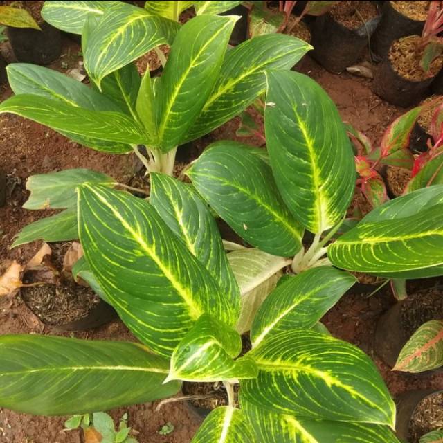 Pohon Sri rejeki golden/ blanceng golden/ tanaman hias