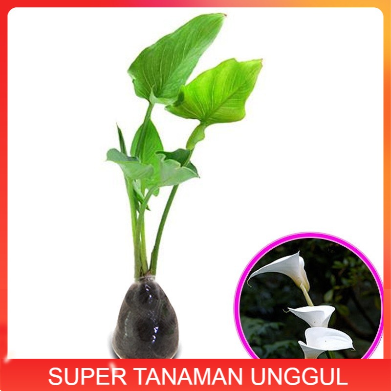 Tanaman Hias Calla Lily
