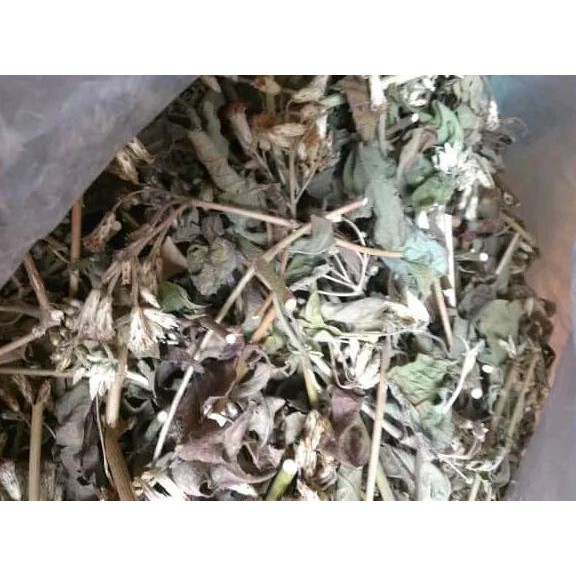 

ready promo!! daun marenggo atau kirinyuh kering berat 1 kg bersih terbaru