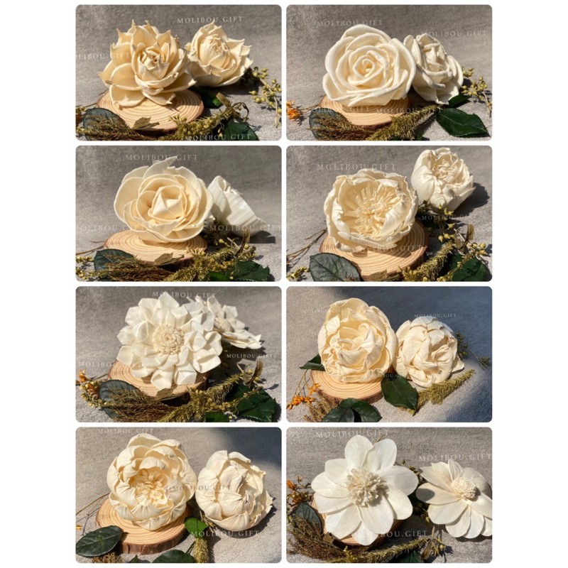 Sola Wood 8cm sola flower dried flower bunga kering wood flower per 1 buah
