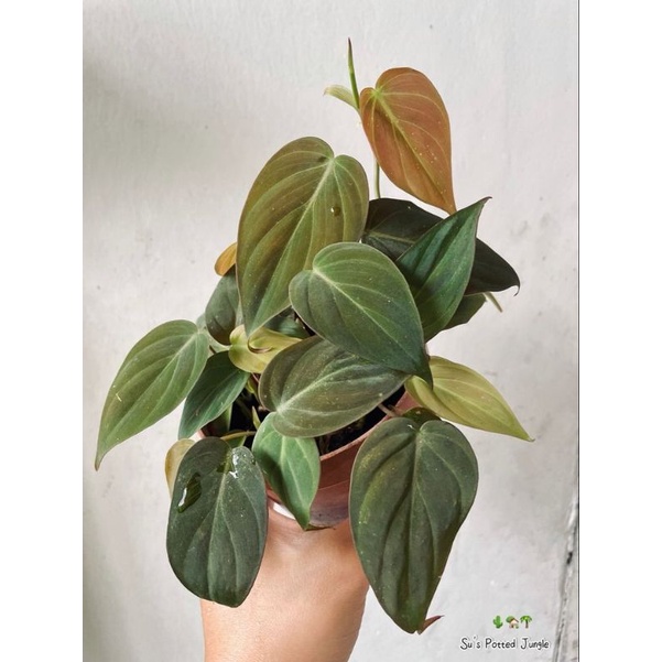 TANAMAN HIAS PHILODENDRON MICAN - TANAMAN HIAS RAMBAT PHILO MICAN