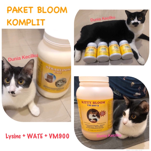 Paket Kitty Bloom Komplit (Lysine 50gr  + Kittybloom VM900 50gr + Xtrabloom WATE 50gr