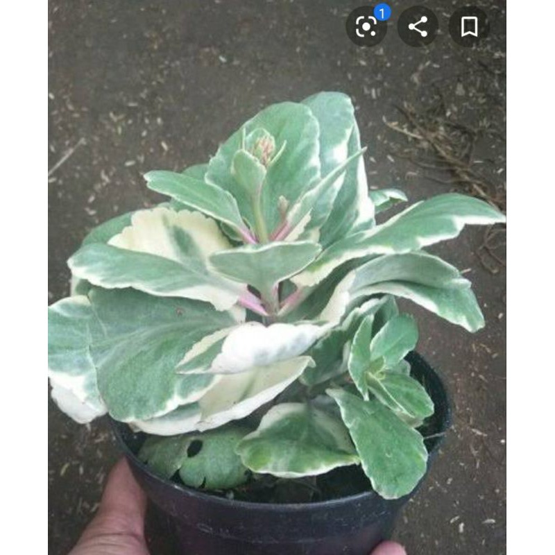 Tanaman Hias Cocor Bebek Varigata