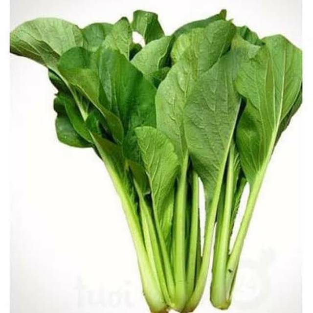 

SAYUR MANIS CAISIM | PAKCOY / BOKCOY FRESH per 300gr