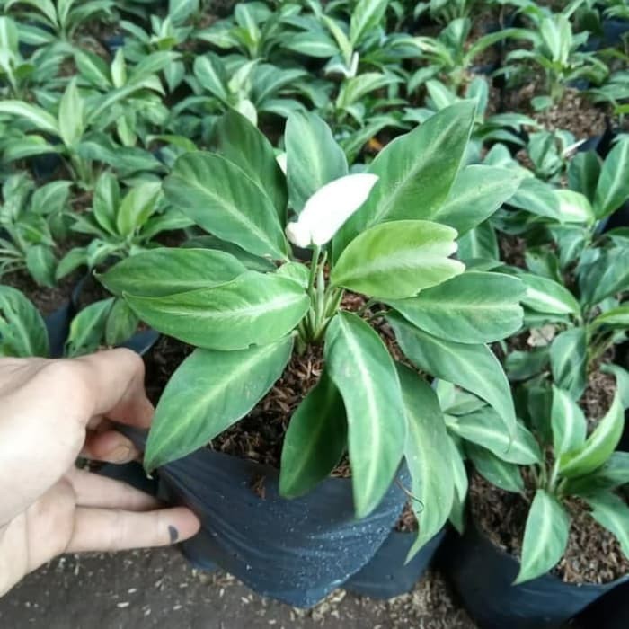 Tanaman Hias Peace Lily - Spatuphilum Peace Lily