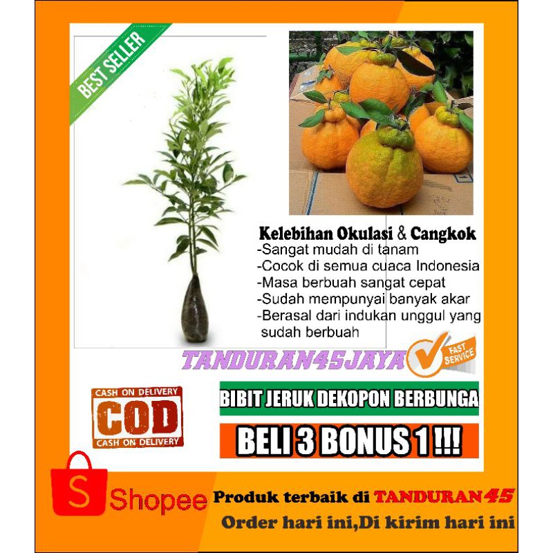 BIBIT JERUK DEKOPON BERBUAH TINGGI 1 METER/BIBIT JERUK DEKOPON/BIBIT JERUK/JERUK DEKOPON