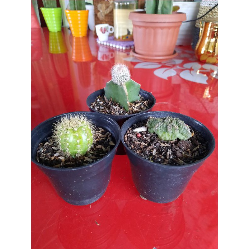 

Paket Kaktus mix murah