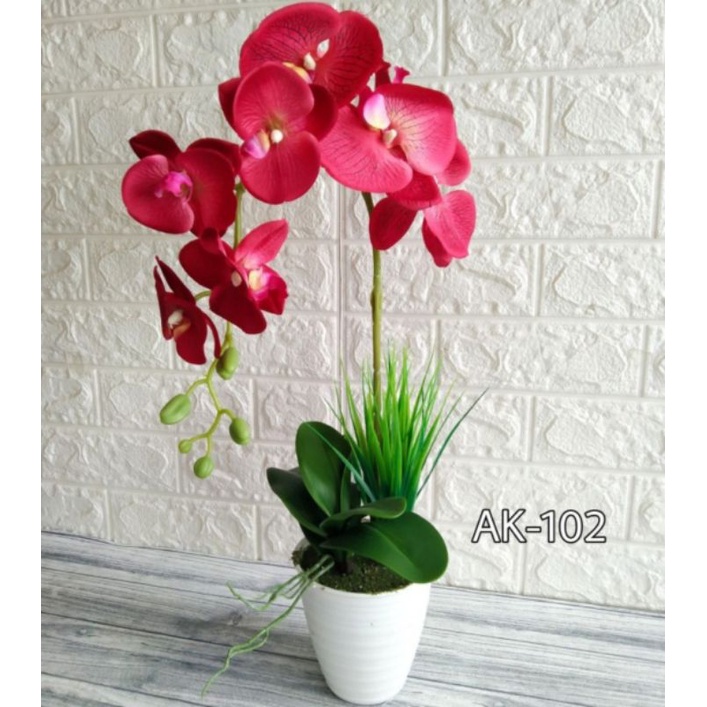 Pohon Anggrek Bulan Dewasa Bunga Merah Siap Spike