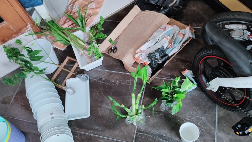 Bibit Tanaman Herbal Katuk