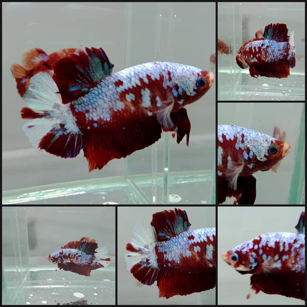 

Ikan Cupang Red Koi Copper kode R25