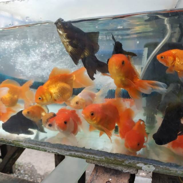 63+ Aquarium Ikan Koki Jual Gratis Terbaru