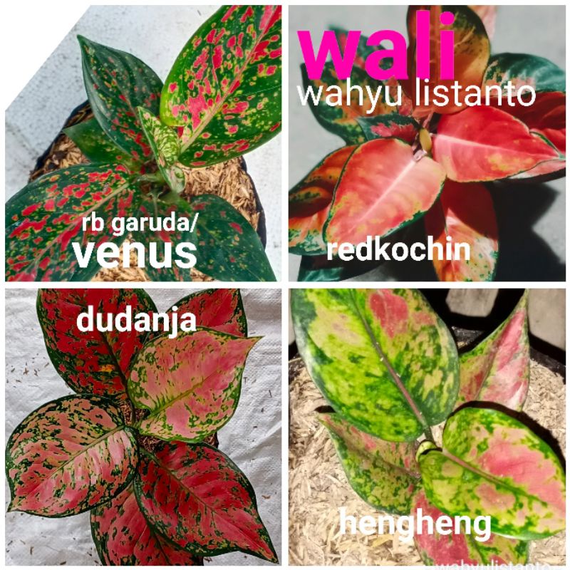 Paket 4 jenis aglonema sehat dan segar