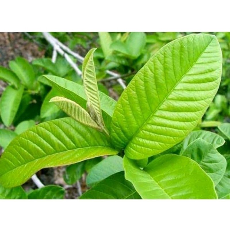 

daun jambu bini untuk menurunkan kolestrol