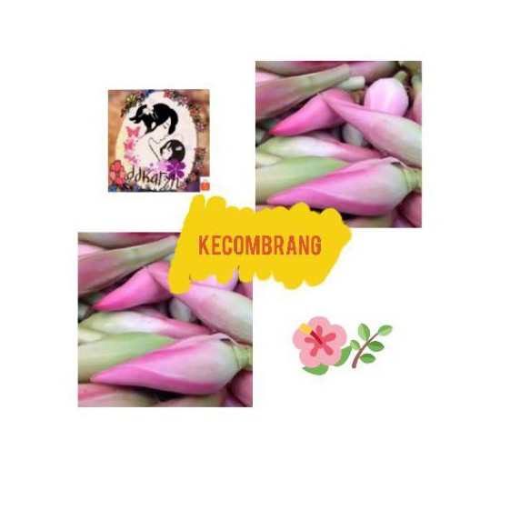 

Kecombrang/Kincung 500gr