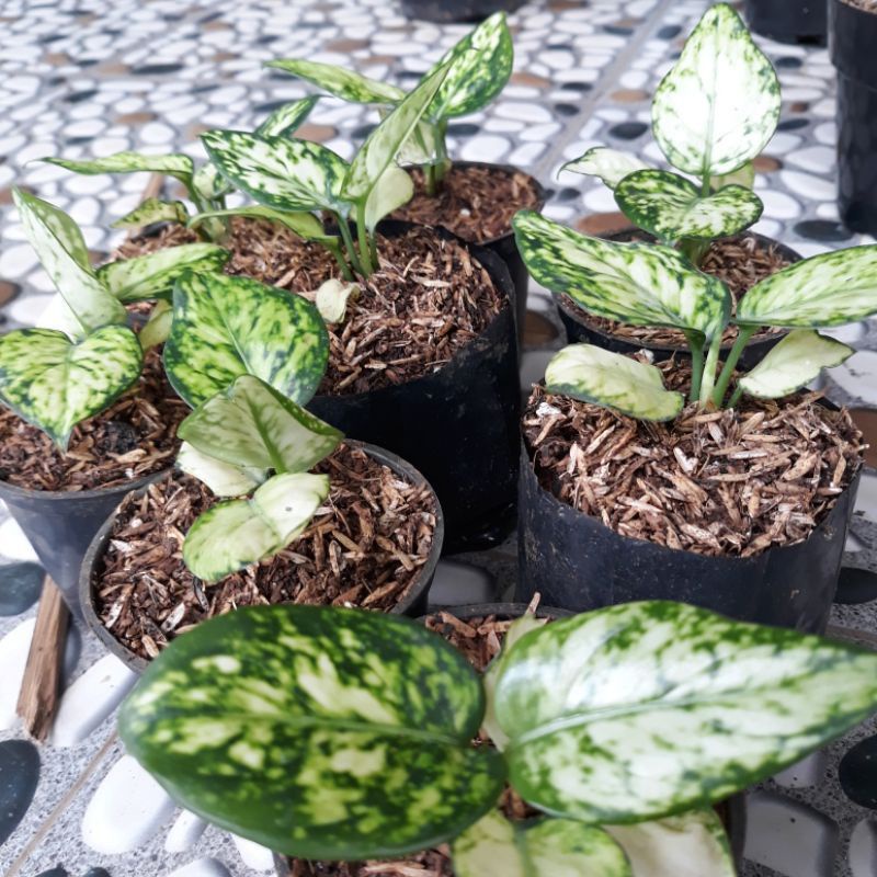 Bibit/anakan Aglonema super white