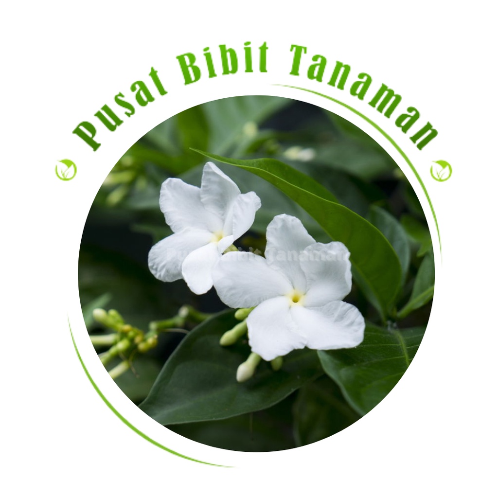 bibit bunga melati raja jasmine yasmin Tanaman Hias Hidup