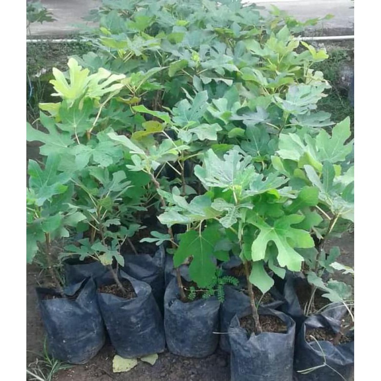 8O BIBIT TANAMAN BUAH TIN PURPLE JORDAN KW+