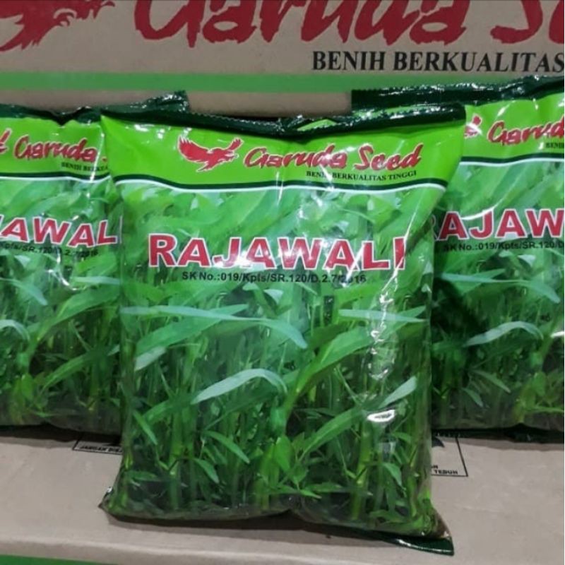 Bibit Benih Kangkung Unggulan RAJAWALI atau BIKA 1KG