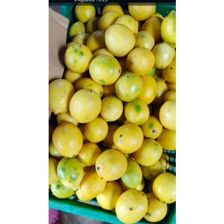 

JERUK LEMON LEMBANG 11K/kg