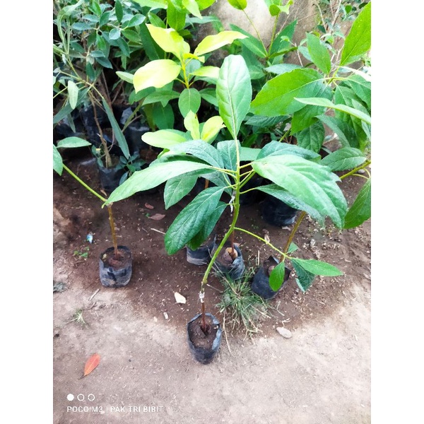 Bibit Alpukat Yamagata - Bibit Alpukat Okulasi Super