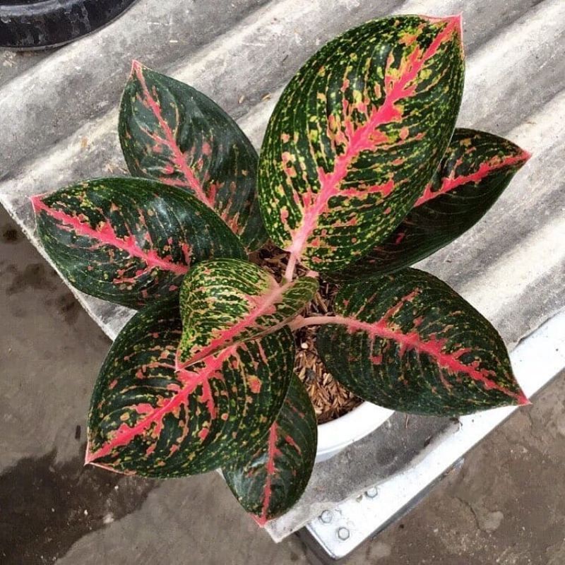 bibit/anakan/baby aglonema adelia