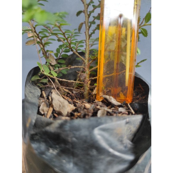 bahan bonsai ulmus supermicro