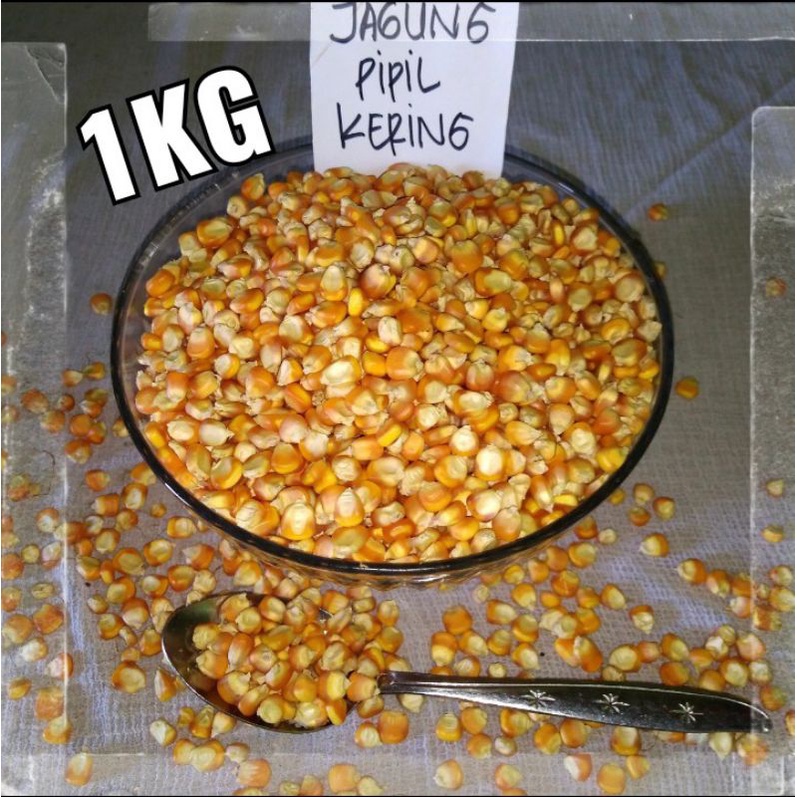 

jagung pipil kering/jagung kuning