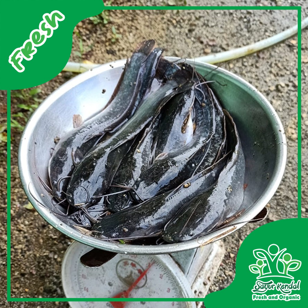 

Ikan Lele Sangkuriang - Sayur Kendal