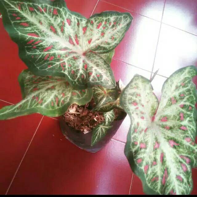 Tanaman hias keladi wayang putih