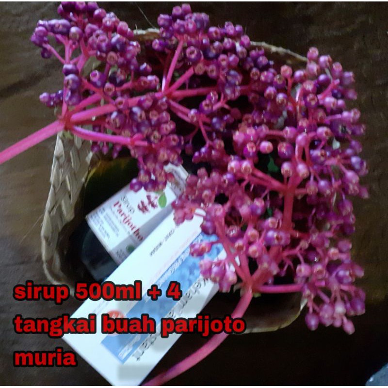

Sirup Parijoto Alammu 500 Ml + 4 Tangkai Buah Parijoto Muria